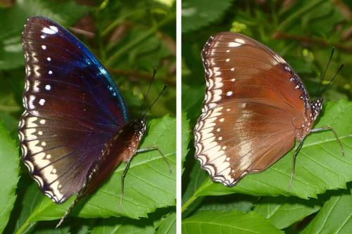 Hypolimnas bolina